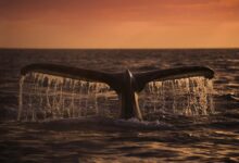 Bitcoin’de balina hareketi: 1.5 milyar dolar taşındı