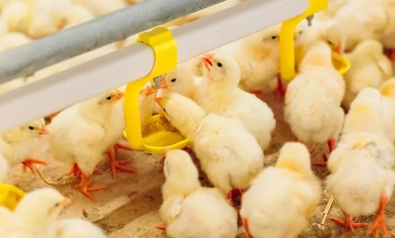 Tavuk Çiftliği Kurmak İçin Ne Gerekli?